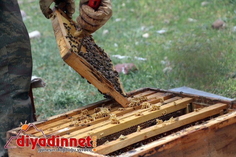Ağrı örtüsüne arıcıların sahip bal mesaisi Zengin başladı yaylalarında bitki 12