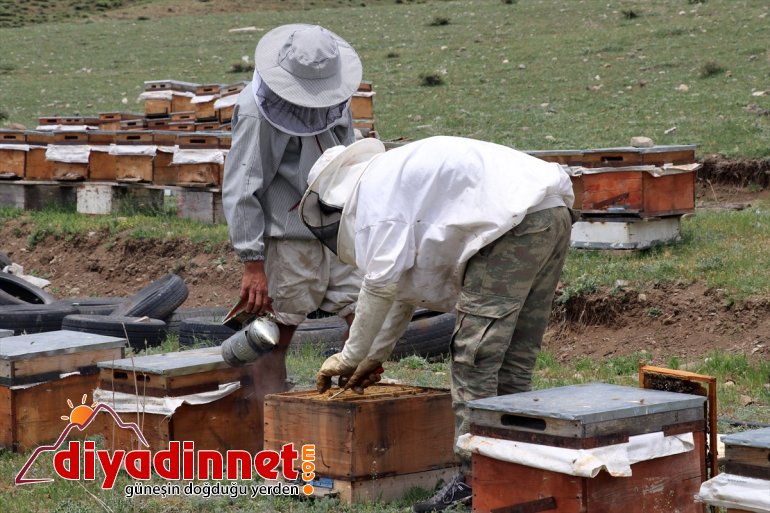 bal bitki Zengin başladı Ağrı arıcıların örtüsüne mesaisi sahip yaylalarında 13