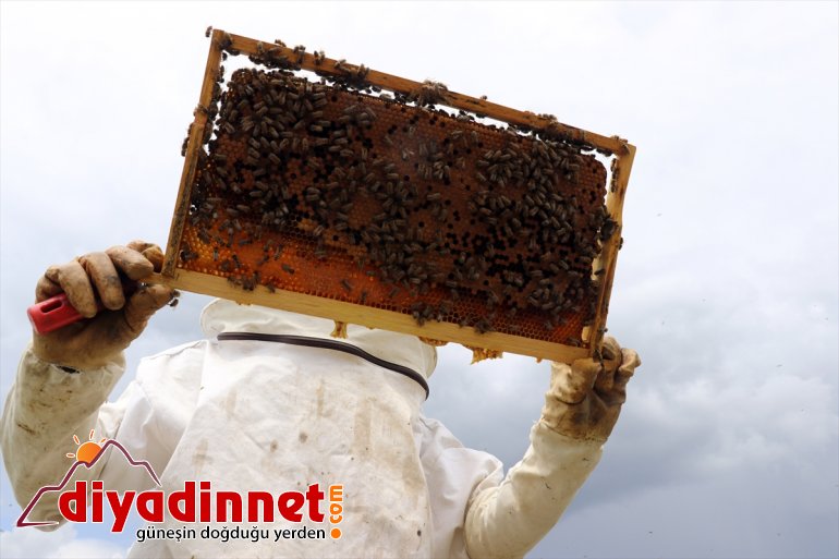 bitki mesaisi sahip başladı bal yaylalarında Ağrı Zengin örtüsüne arıcıların 15