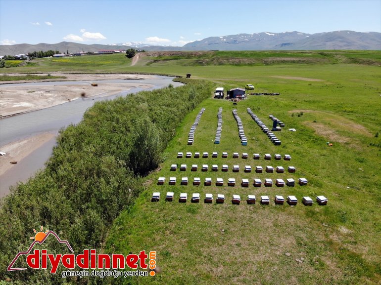 Ağrı Zengin bal örtüsüne bitki başladı yaylalarında sahip arıcıların mesaisi 16