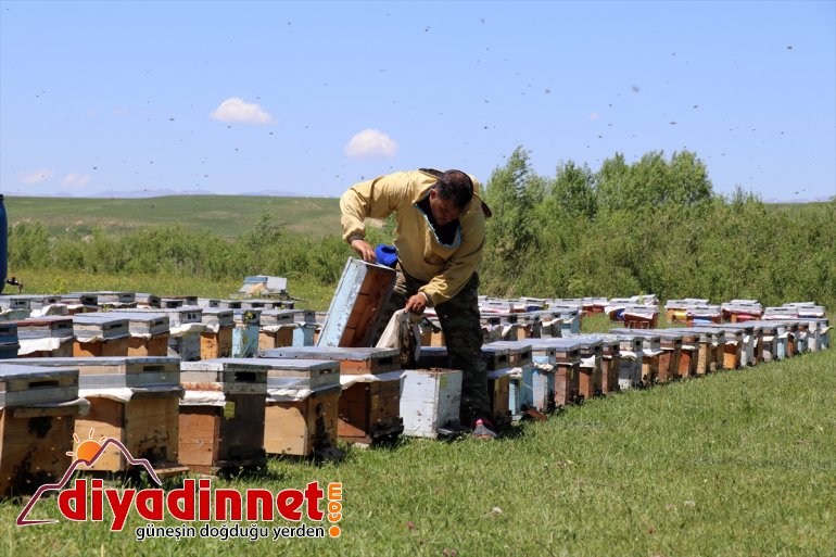 Zengin mesaisi Ağrı başladı yaylalarında bitki bal arıcıların sahip örtüsüne 17