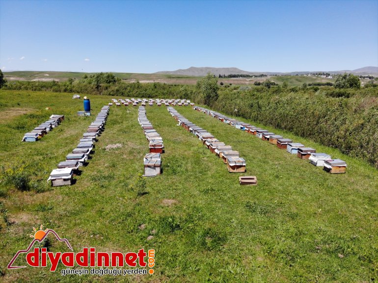 Zengin sahip örtüsüne arıcıların bitki bal başladı Ağrı mesaisi yaylalarında 18