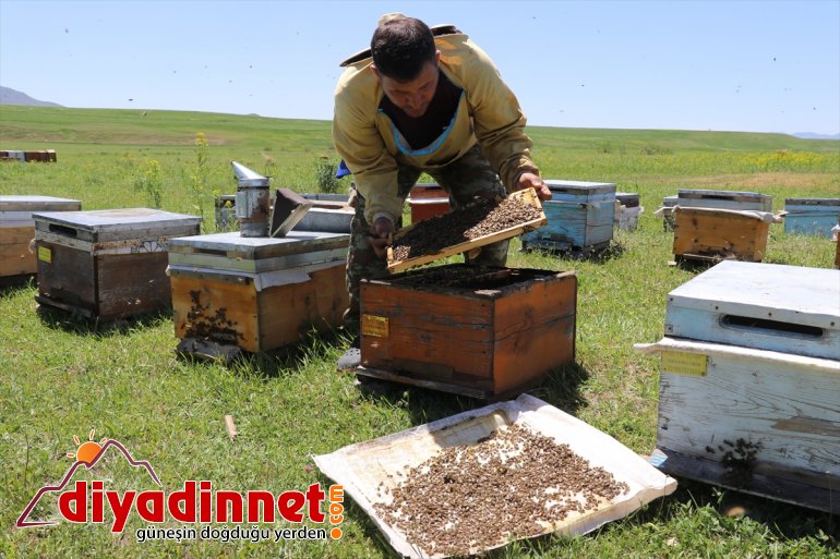 örtüsüne bal mesaisi Zengin arıcıların başladı bitki sahip Ağrı yaylalarında 19