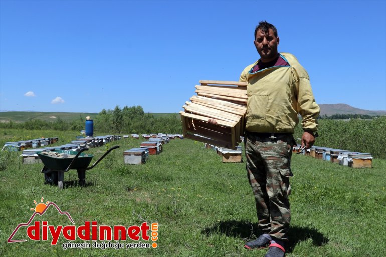 Ağrı yaylalarında Zengin mesaisi bal başladı sahip arıcıların örtüsüne bitki 20