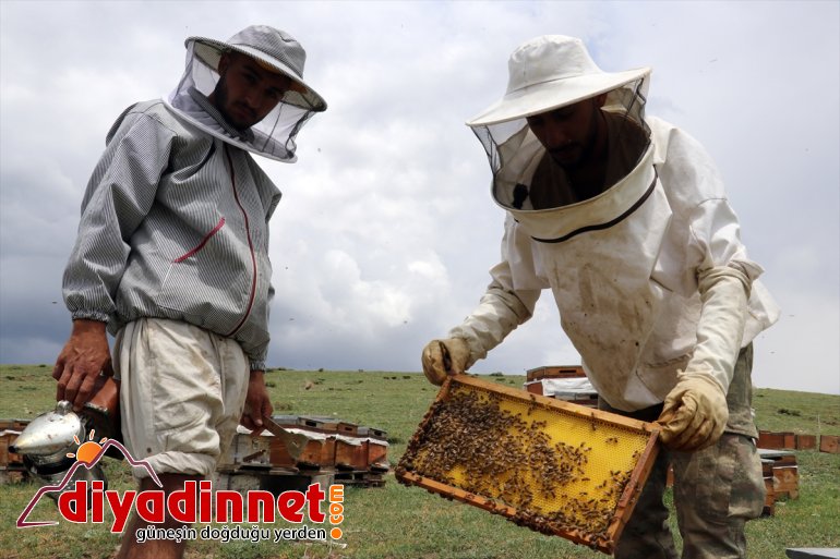 Ağrı Zengin mesaisi örtüsüne bal sahip bitki başladı yaylalarında arıcıların 3
