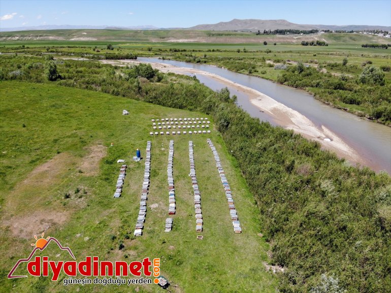  bitki başladı arıcıların örtüsüne yaylalarında sahip Zengin bal mesaisi Ağrı 21