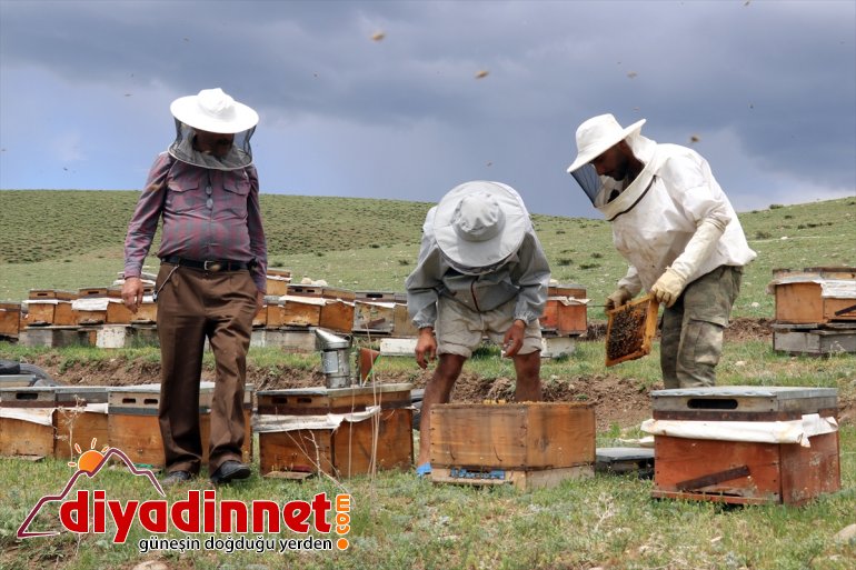 bal yaylalarında sahip bitki Ağrı arıcıların örtüsüne mesaisi Zengin başladı 22