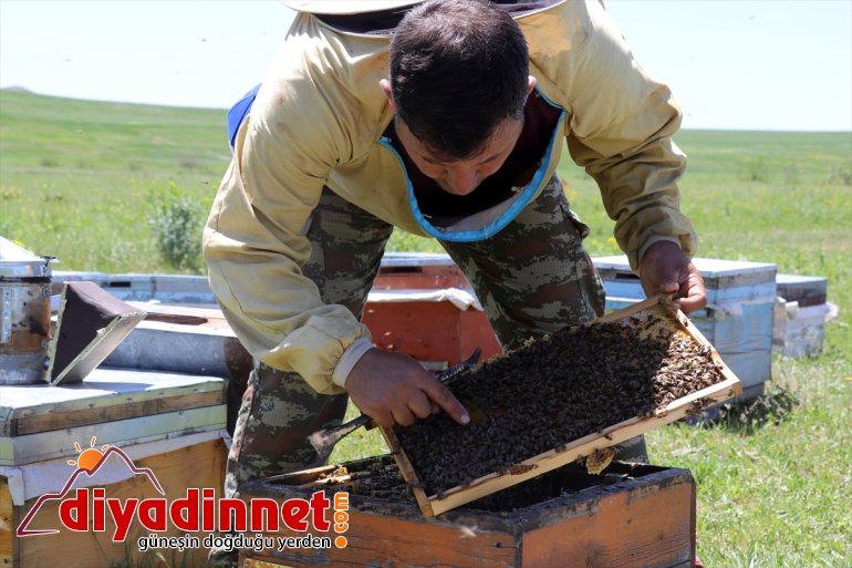 Zengin arıcıların başladı bal bitki Ağrı yaylalarında mesaisi örtüsüne sahip 4