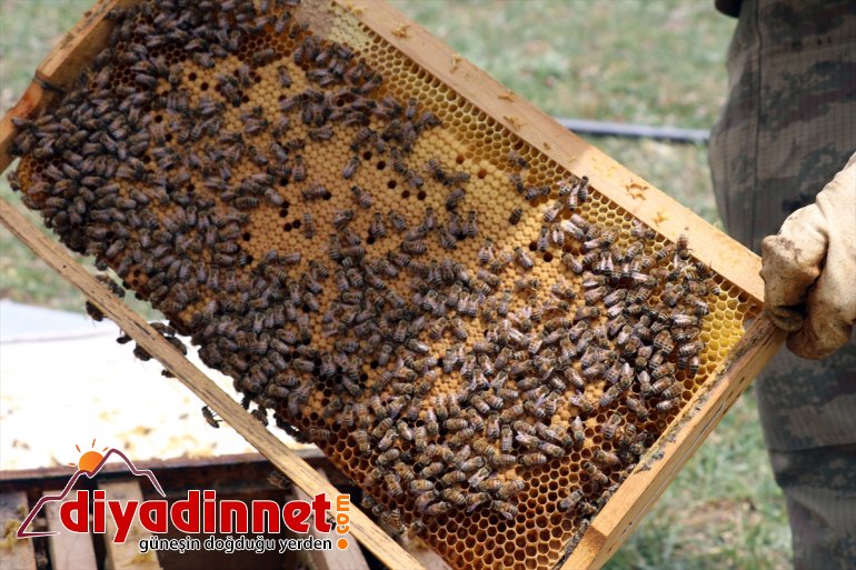 örtüsüne bal mesaisi başladı bitki sahip arıcıların Ağrı Zengin yaylalarında 5