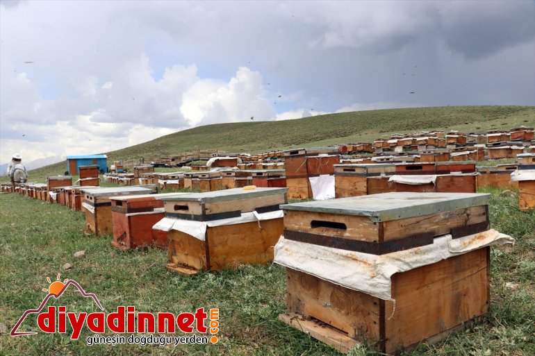 yaylalarında bitki Zengin Ağrı sahip mesaisi örtüsüne arıcıların bal başladı 7