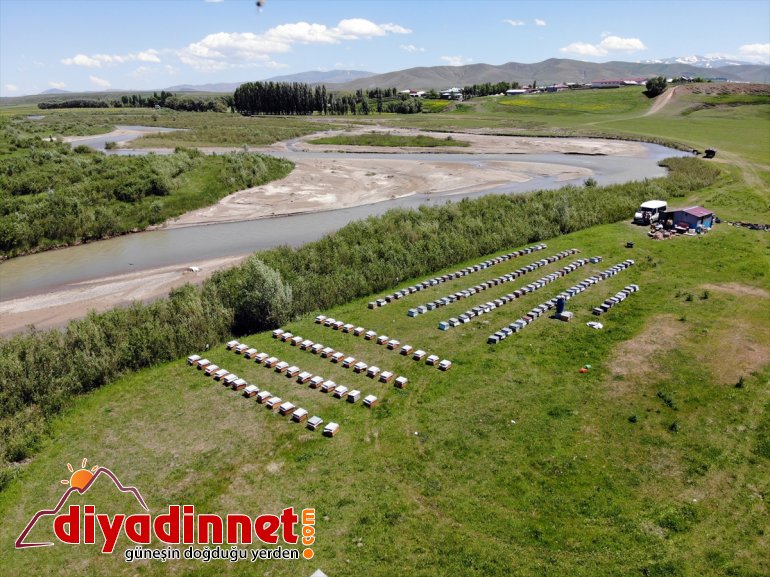 sahip bitki yaylalarında başladı örtüsüne mesaisi arıcıların Ağrı bal Zengin 9