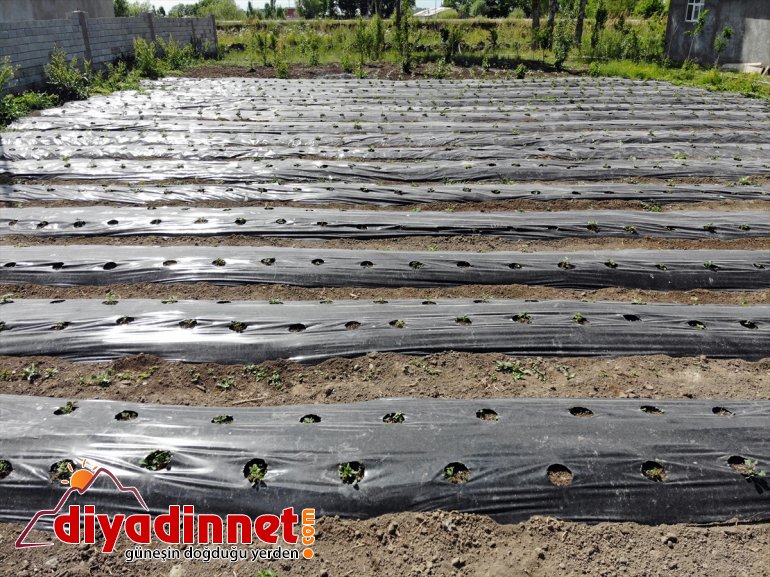 Çiftçiler üretmeyi çilek denilen yetişmez