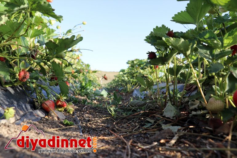 desteğiyle ton Ağrı