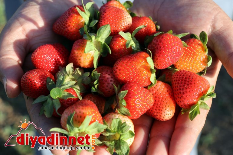 ton sebze çilek denilen AĞRI hedefliyor üretmeyi Çiftçiler 240 devlet Ağrı