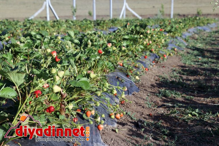 üretmeyi 240 yetişmez