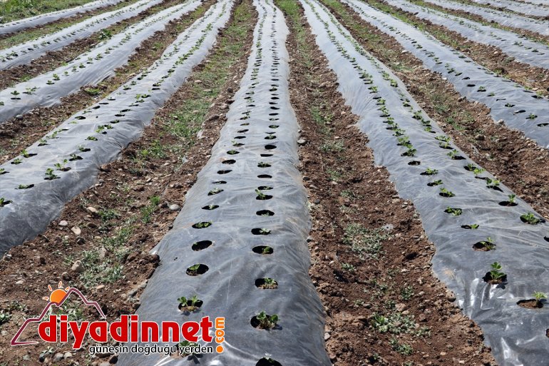 Çiftçiler üretmeyi AĞRI sebze denilen devlet yetişmez