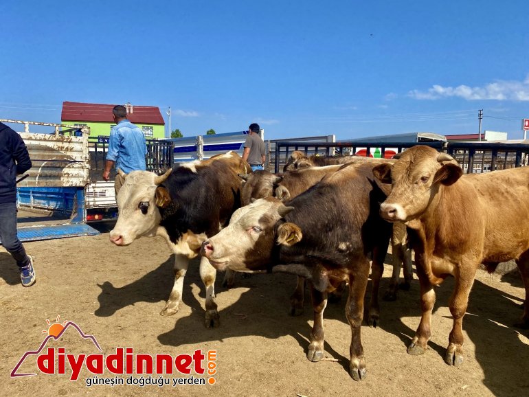 Ağrı da kurbanlıklar pandemi gölgesinde görücüye çıktı2