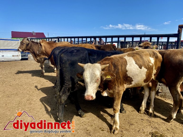 Ağrı da kurbanlıklar pandemi gölgesinde görücüye çıktı3