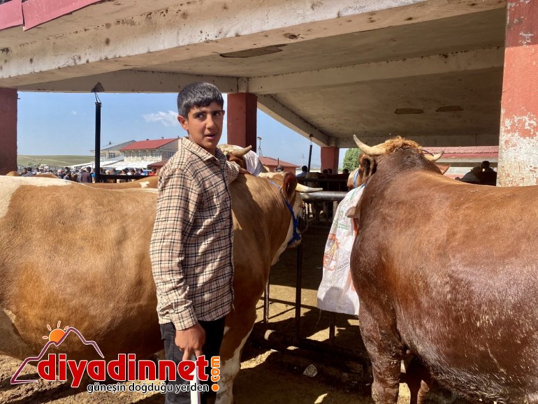 Ağrı da kurbanlıklar pandemi gölgesinde görücüye çıktı5