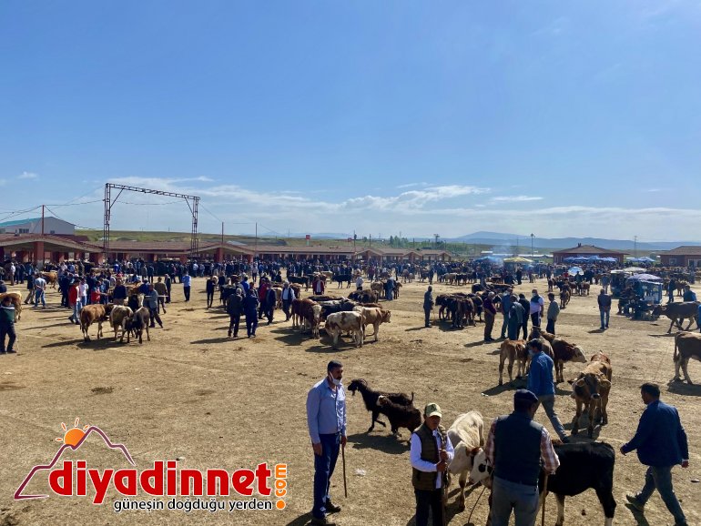 Ağrı da kurbanlıklar pandemi gölgesinde görücüye çıktı6