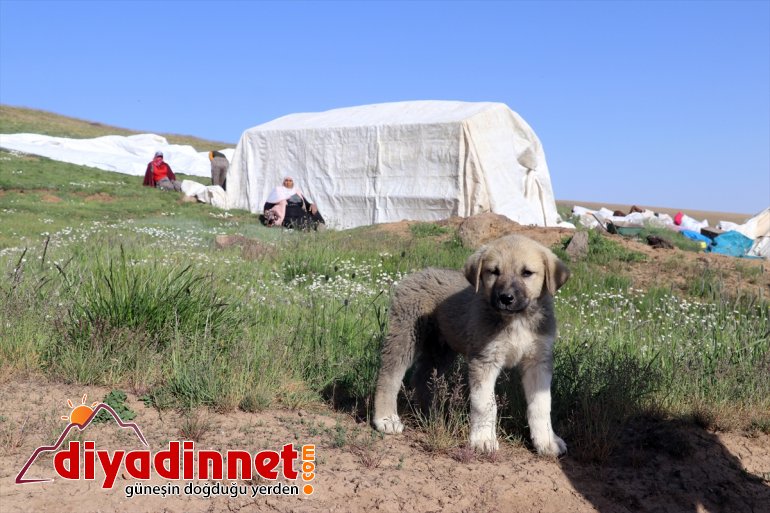- Güvenlik yaylaları göçerleri sorunu yaşanmayan AĞRI ağırlıyor Ağrı