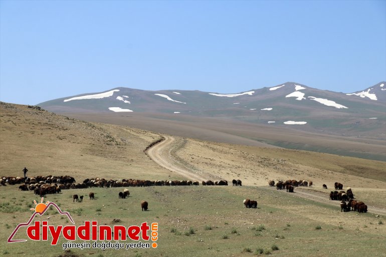 göçerleri - sorunu AĞRI Güvenlik yaylaları ağırlıyor Ağrı