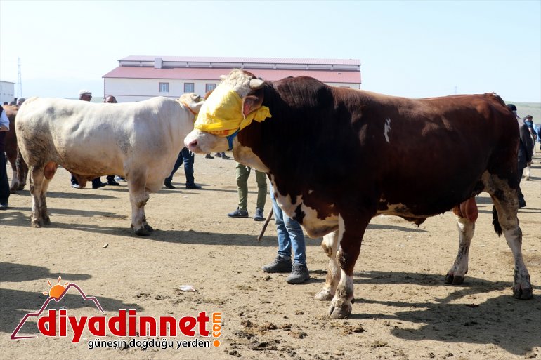 Ağrı Hayvan Borsası nda Kurban Bayramı hareketliliği başladı2