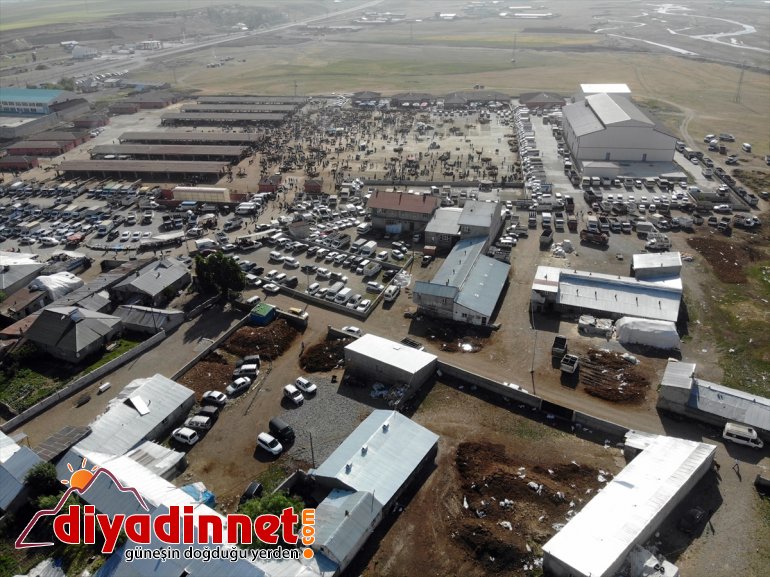 Ağrı Hayvan Borsası nda Kurban Bayramı hareketliliği başladı11