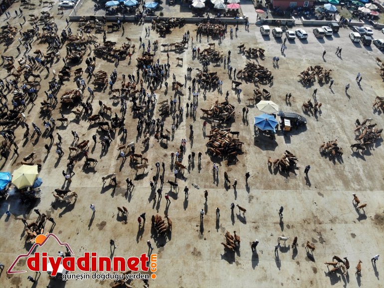 Ağrı Hayvan Borsası nda Kurban Bayramı hareketliliği başladı12