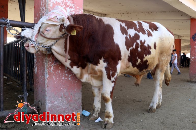 Ağrı Hayvan Borsası nda Kurban Bayramı hareketliliği başladı13