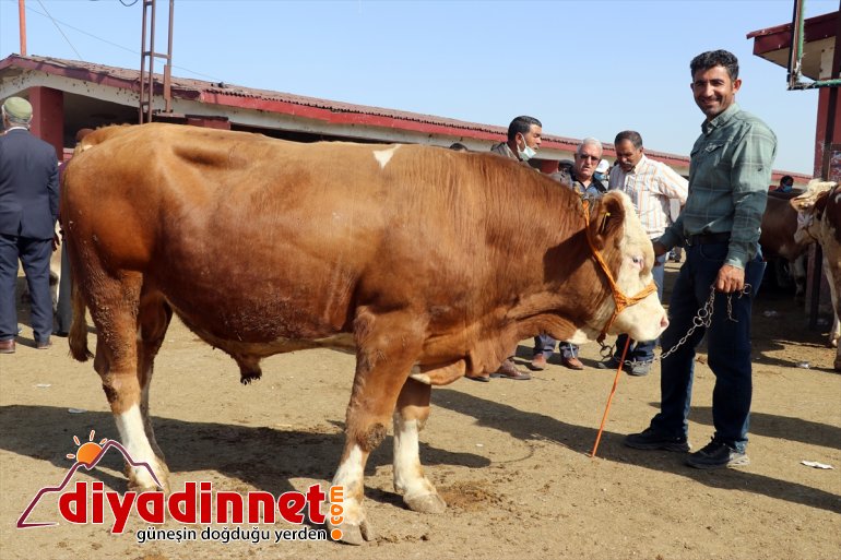 Ağrı Hayvan Borsası nda Kurban Bayramı hareketliliği başladı14