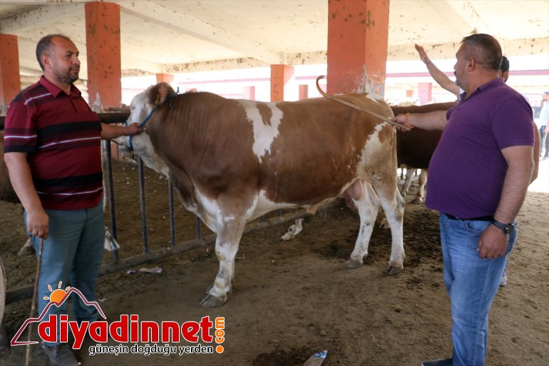 Ağrı Hayvan Borsası nda Kurban Bayramı hareketliliği başladı15