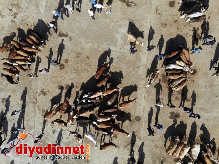 Ağrı Hayvan Borsası nda Kurban Bayramı hareketliliği başladı16