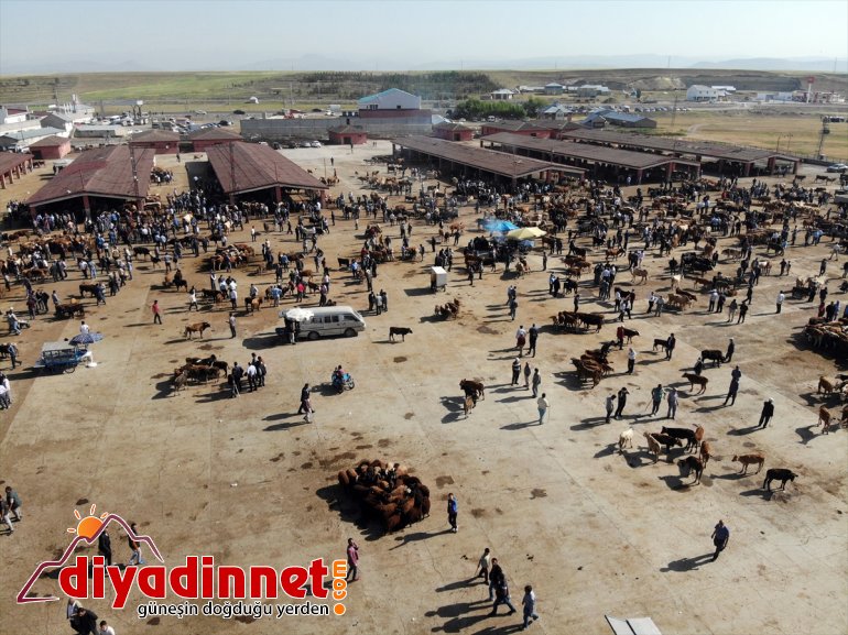 Ağrı Hayvan Borsası nda Kurban Bayramı hareketliliği başladı17