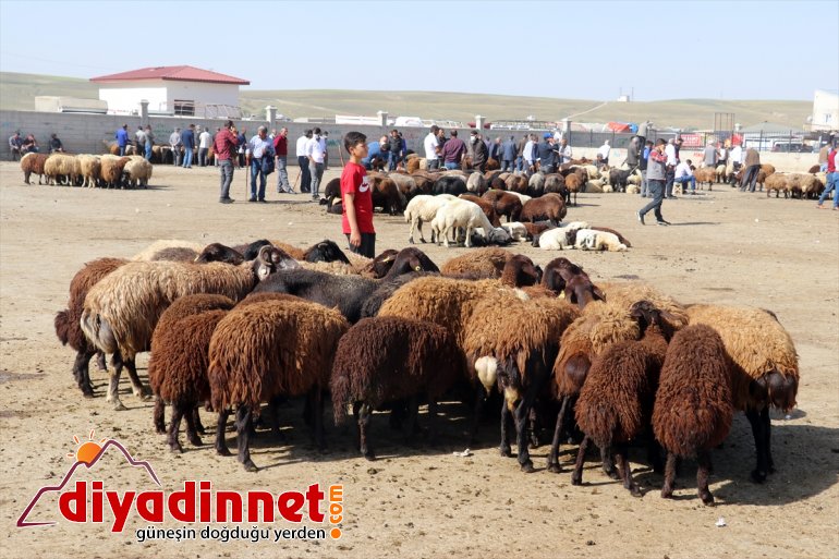 Ağrı Hayvan Borsası nda Kurban Bayramı hareketliliği başladı18