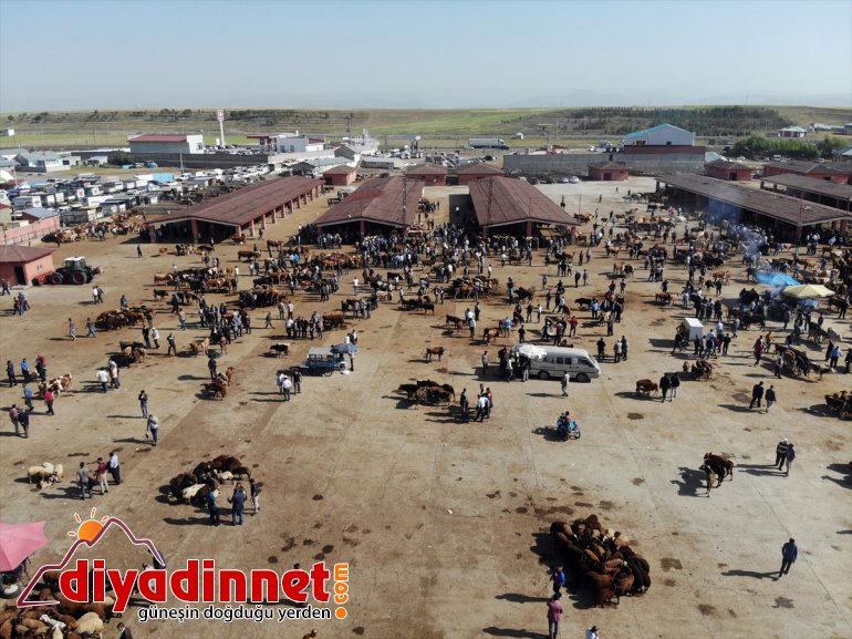 Ağrı Hayvan Borsası nda Kurban Bayramı hareketliliği başladı19