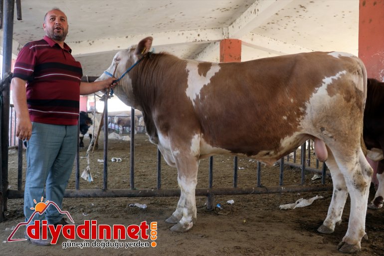 Ağrı Hayvan Borsası nda Kurban Bayramı hareketliliği başladı3