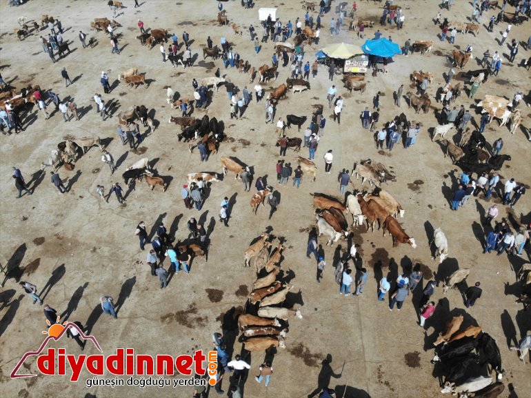 Ağrı Hayvan Borsası nda Kurban Bayramı hareketliliği başladı4