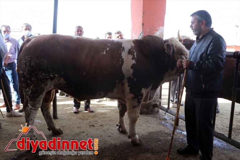 Ağrı Hayvan Borsası nda Kurban Bayramı hareketliliği başladı6