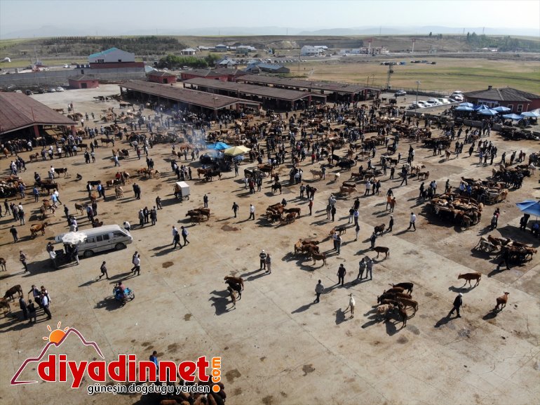 Ağrı Hayvan Borsası nda Kurban Bayramı hareketliliği başladı7