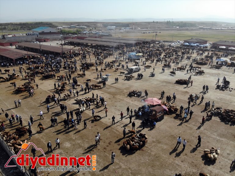 Ağrı Hayvan Borsası nda Kurban Bayramı hareketliliği başladı8