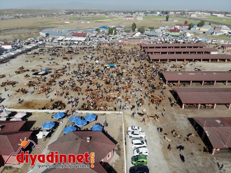 Ağrı Hayvan Borsası nda Kurban Bayramı hareketliliği başladı9