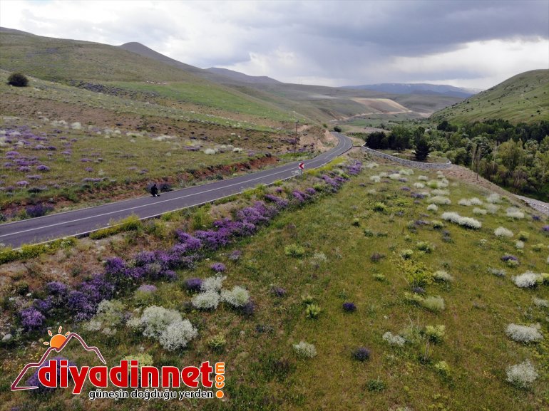 Ağrı'da doğada renk cümbüşü oluşturan çiçekler fotoğraf tutkunlarının ilgisini çekiyor