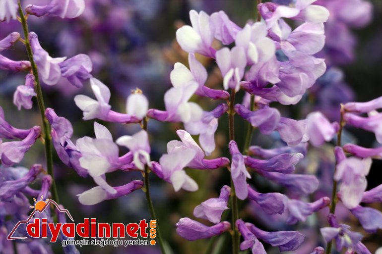 doğada fotoğraf renk çiçekler oluşturan tutkunlarının cümbüşü çekiyor Ağrı