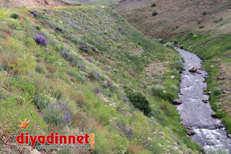 oluşturan cümbüşü doğada çiçekler çekiyor fotoğraf Ağrı