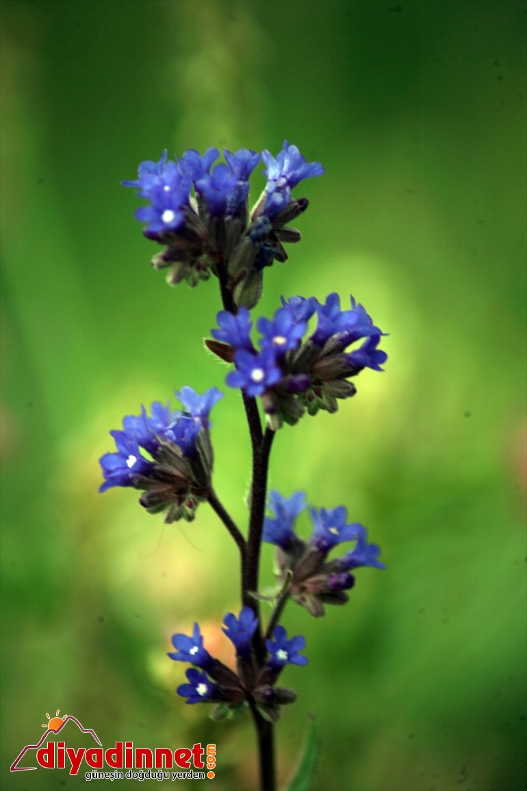 oluşturan renk çiçekler cümbüşü doğada Ağrı