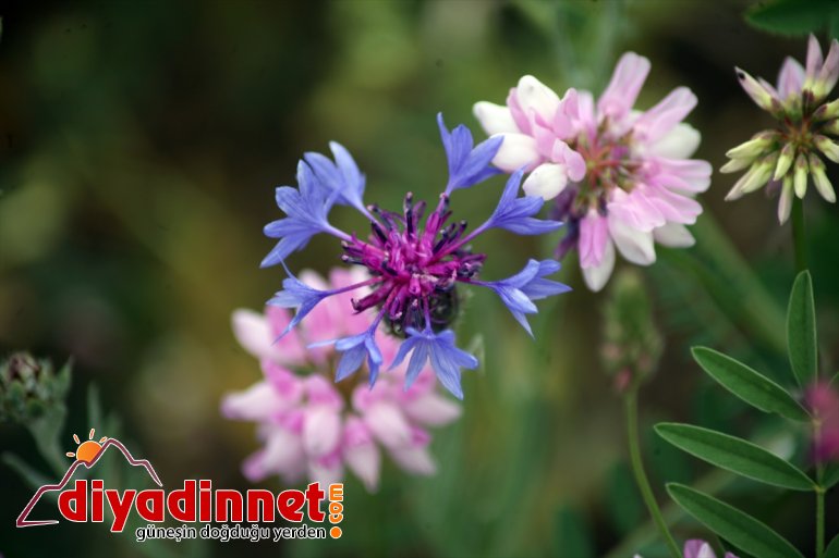 tutkunlarının ilgisini cümbüşü çiçekler Ağrı