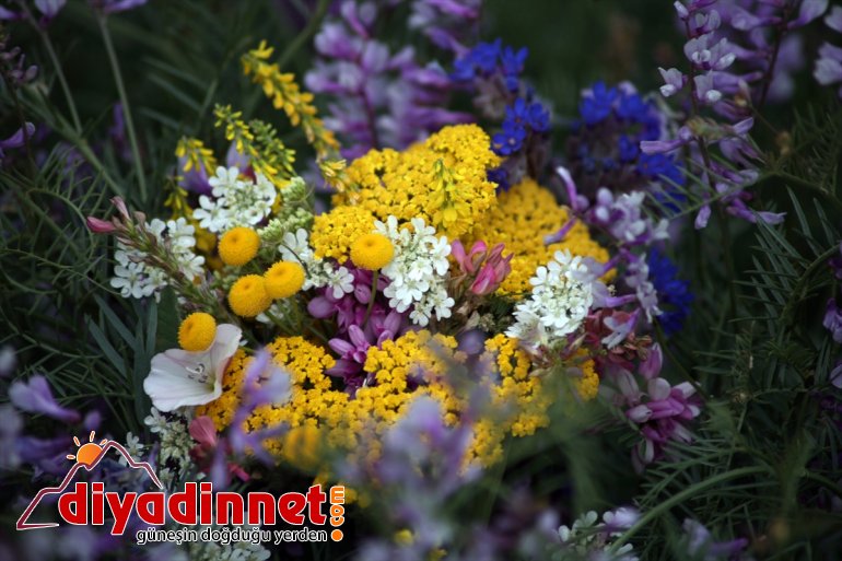 çekiyor tutkunlarının cümbüşü fotoğraf çiçekler renk Ağrı