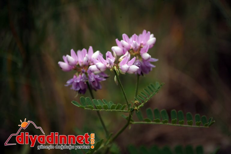 doğada tutkunlarının Ağrı