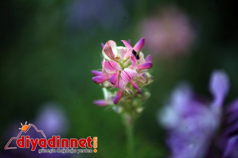 fotoğraf doğada oluşturan çiçekler cümbüşü renk ilgisini Ağrı